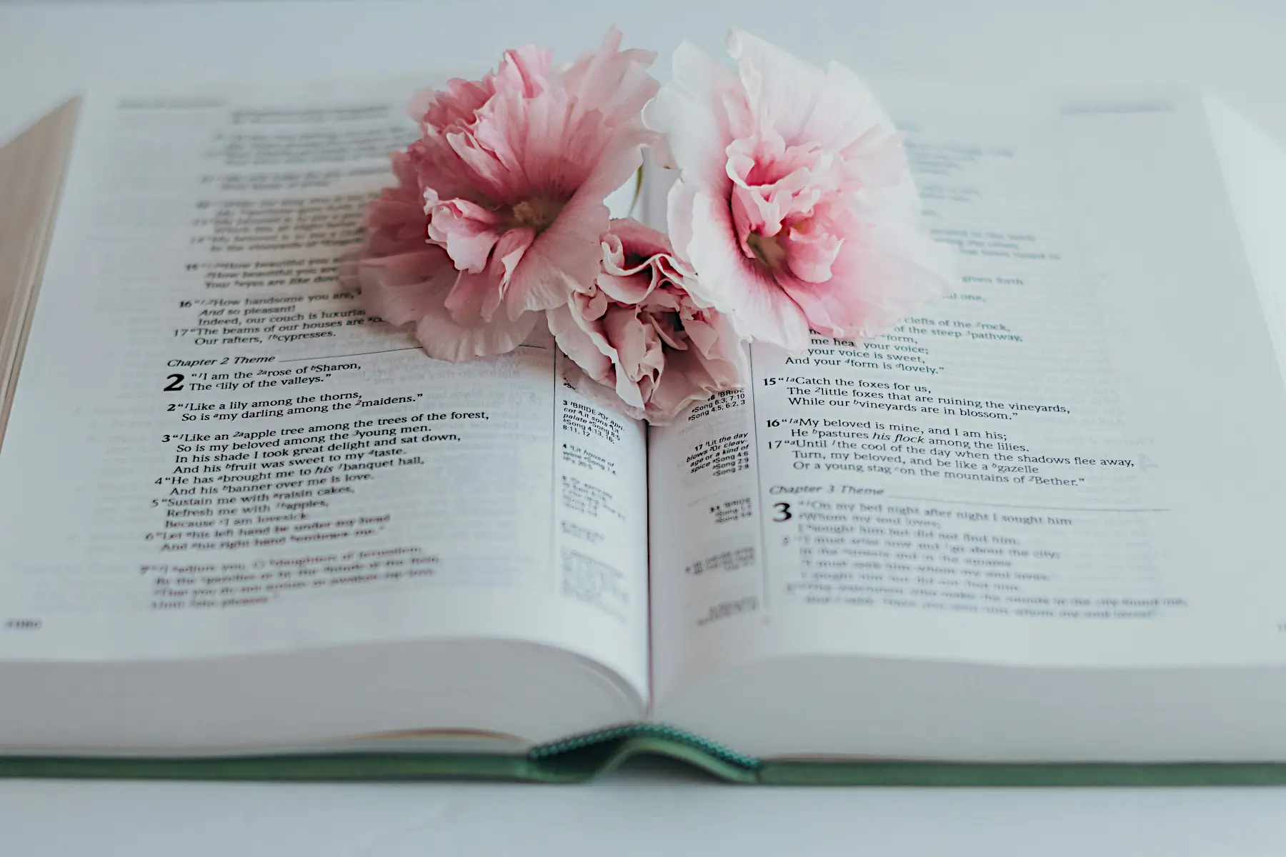 Open Bible with Pink Flowers — Symbol of Faith and Love Open Bible with soft pink flowers resting on its pages, highlighting the beauty of scripture and faith.