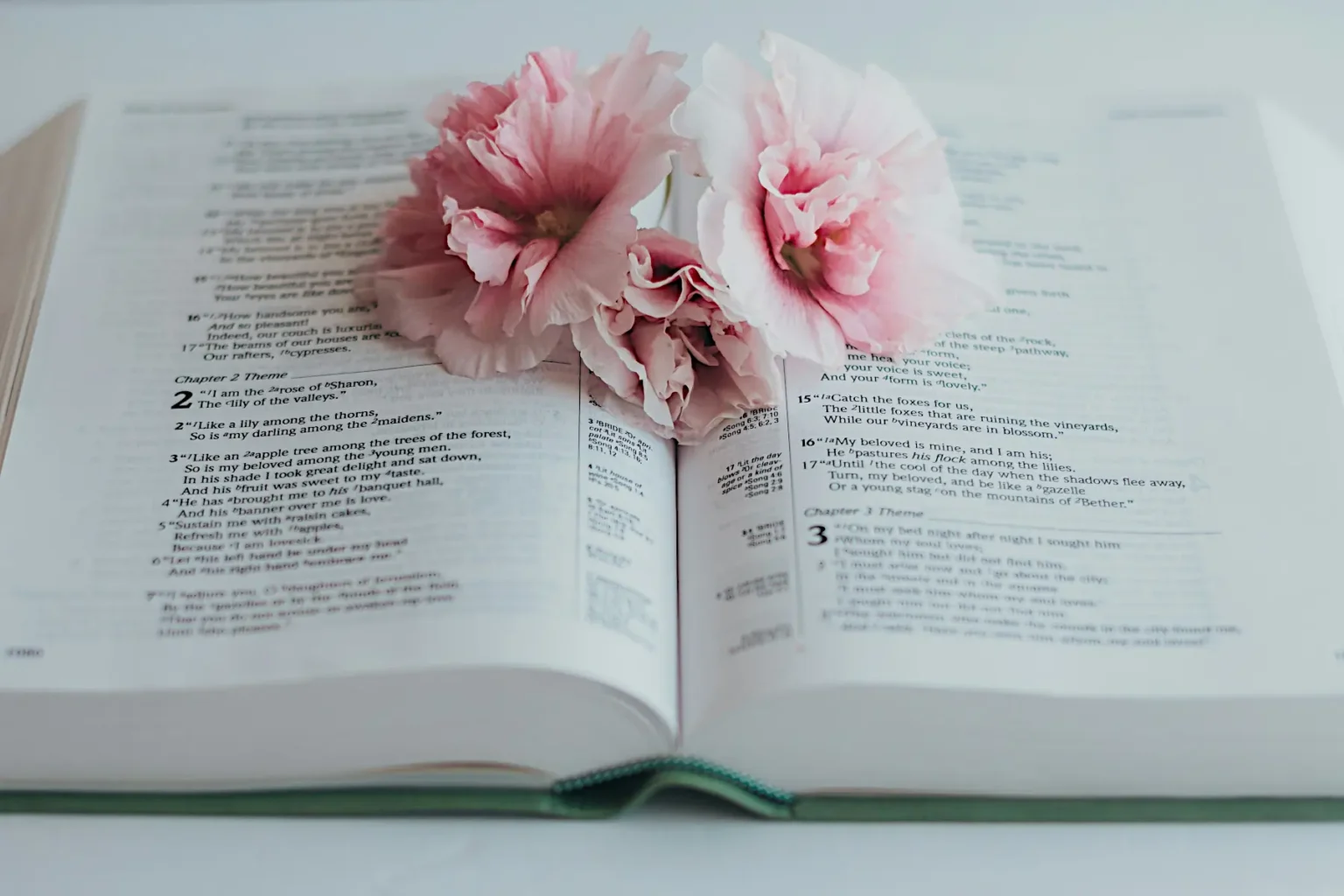 Open Bible with soft pink flowers resting on its pages, highlighting the beauty of scripture and faith.
